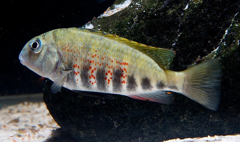 Pseudosimochromis babaulti 'Isanga'